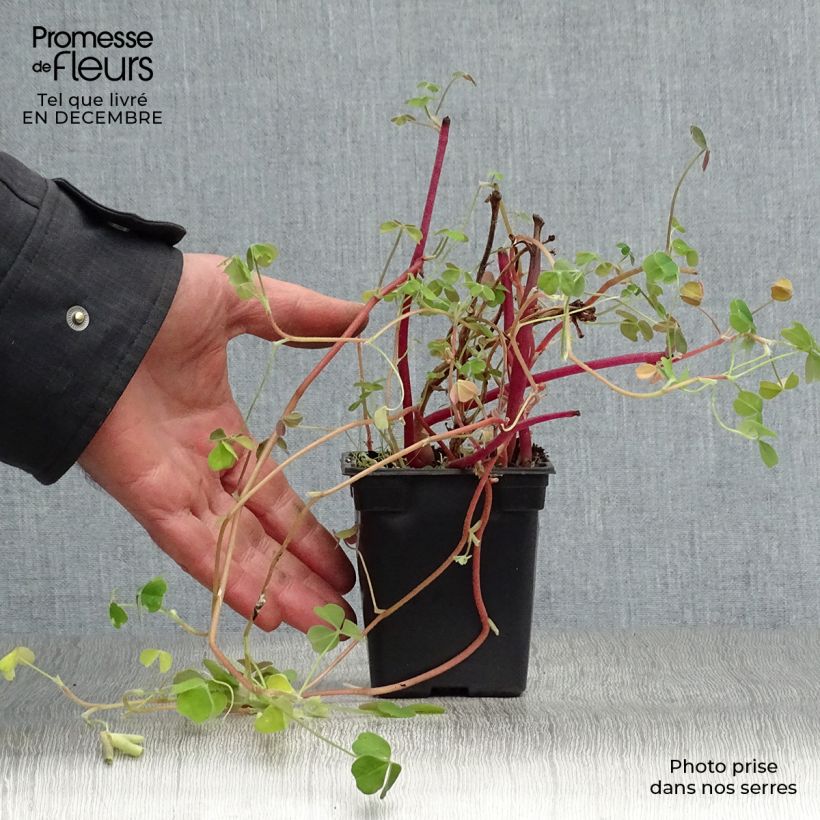 Spécimen de Oca du Pérou - truffette acide Godet de 8/9 cm tel que livré en hiver