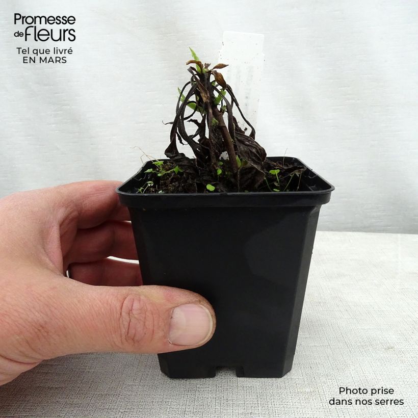 Aster amellus Dr Otto Petschek Maceta de 8/9 cm Ejemplar entregado en la primavera