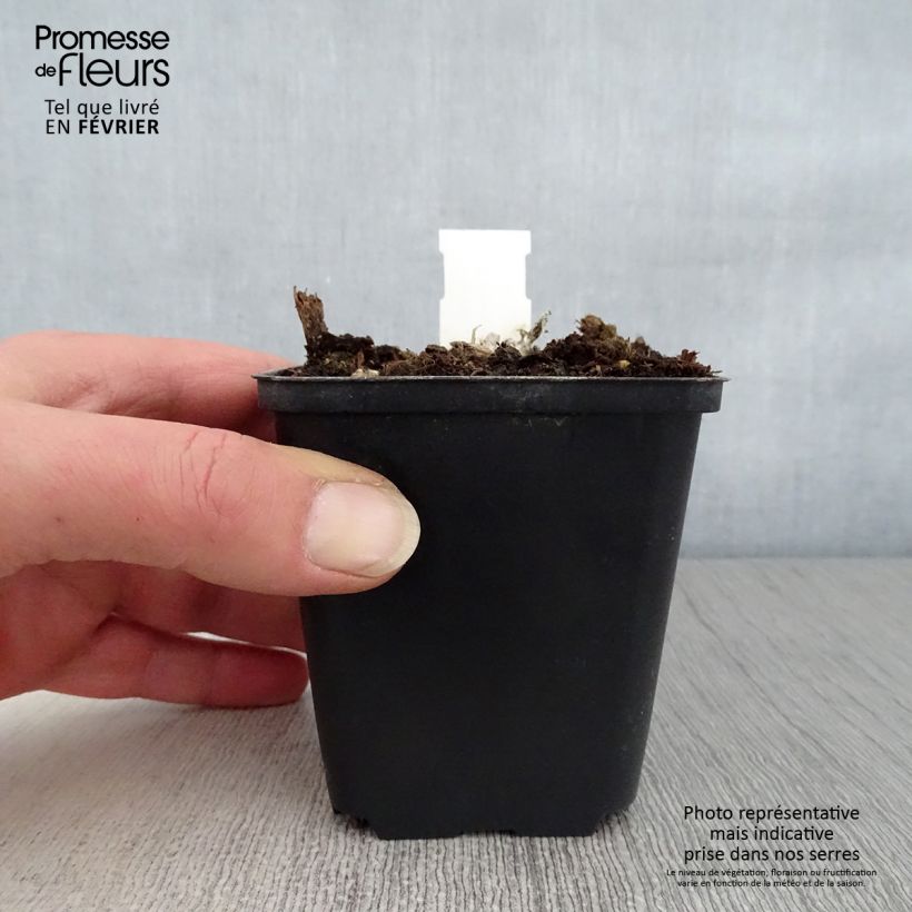 Spécimen de Oeil de Christ Dr Otto Petschek - Aster amellus Dr Otto Petschek Godet de 8/9 cm tel que livré en hiver