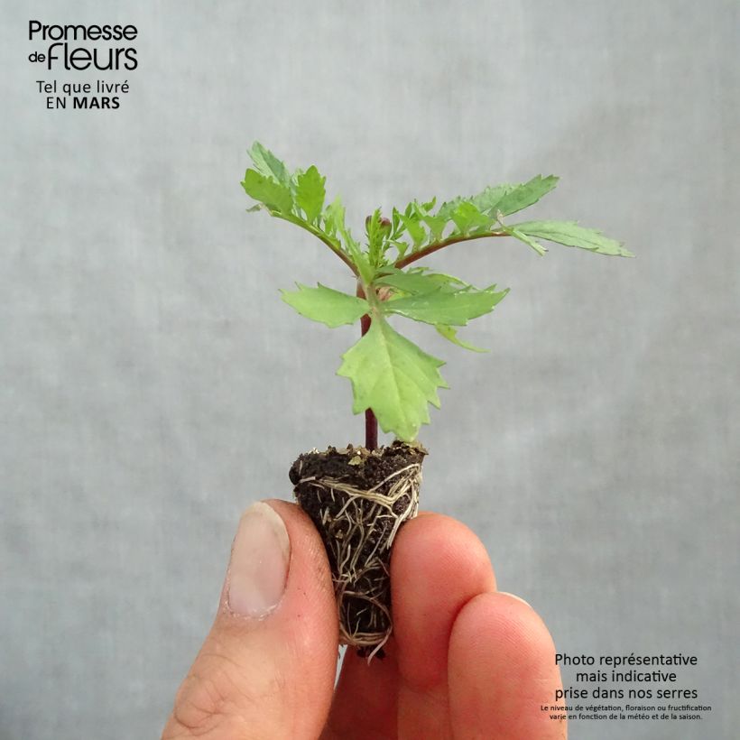 Spécimen de Oeillet d'Inde Bonanza Orange Mini-motte Ø 1,5/2,5 cm, Plant vert de 5 à 10 cm de haut tel que livré au printemps