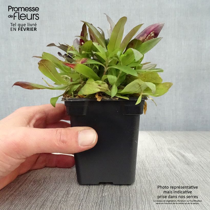 Spécimen de Oeillet de poète Sooty - Dianthus barbatus nigrescens Godet de 7/8 cm tel que livré en hiver