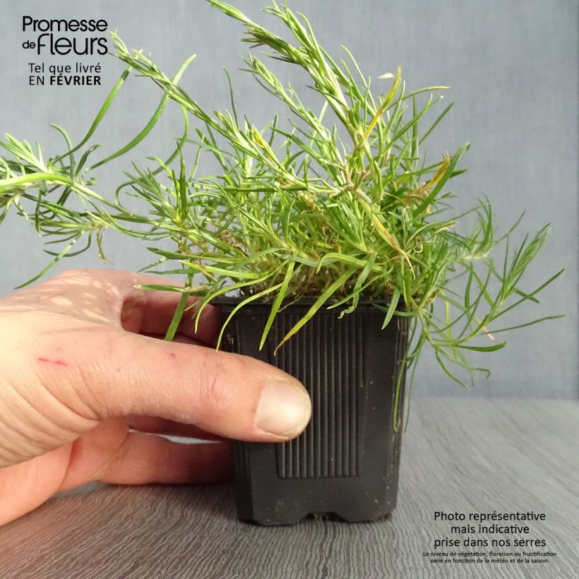 Spécimen de Oeillet des rochers - Petrorhagia saxifraga Godet de 8/9 cm tel que livré en hiver