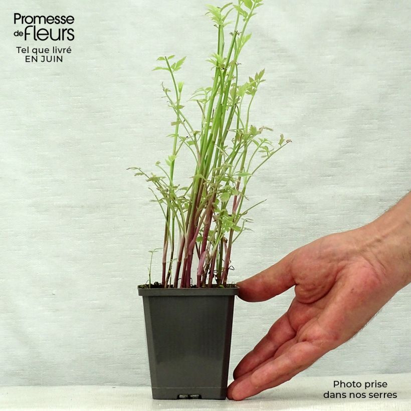 Spécimen de Oenanthe javanica Flamingo - Oenanthe panachée blanc rose Godet de 8/9 cm tel que livré en été