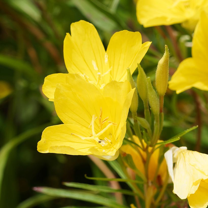 Oenothera African Sun - Onagre hybride  (Floraison)