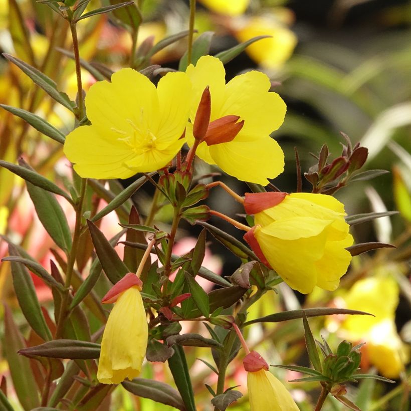 Oenothera fruticosa Sonnenwende - Onagre (Floraison)