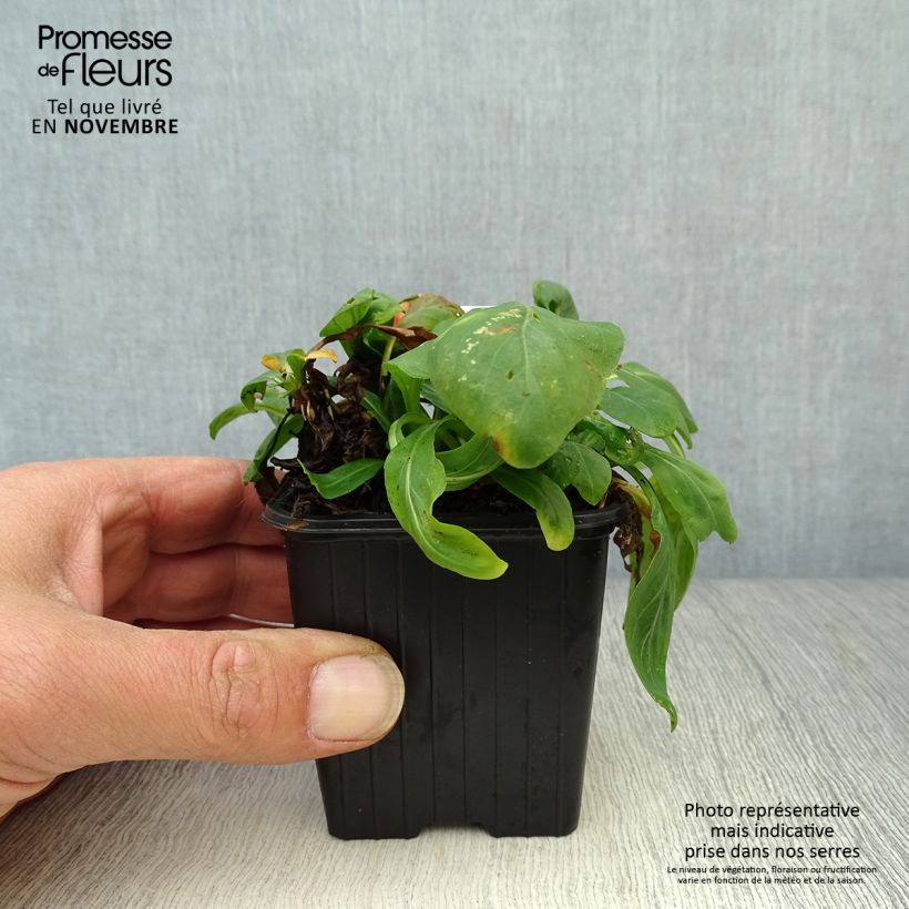Spécimen de Oenothera fruticosa Sonnenwende - Onagre Godet de 8/9 cm tel que livré en automne