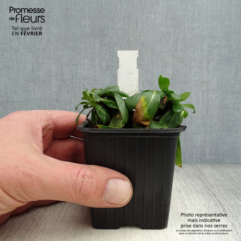 Spécimen de Oenothera fruticosa Sonnenwende - Onagre Godet de 8/9 cm tel que livré en hiver