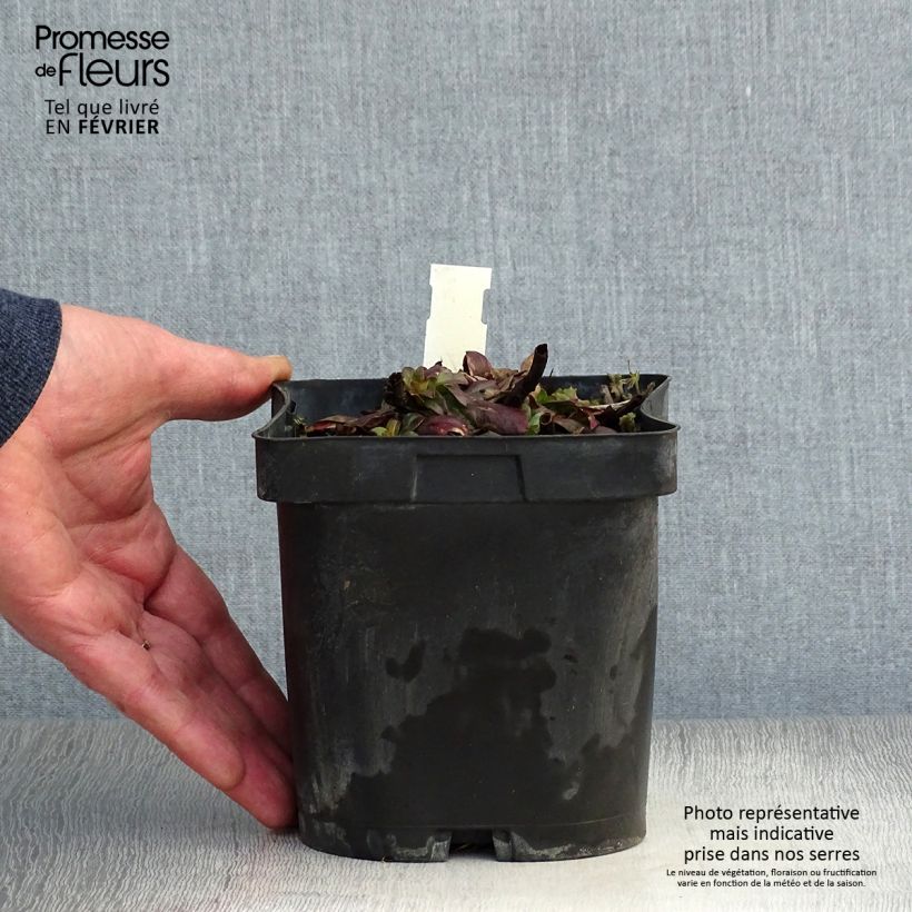 Spécimen de Oenothera fruticosa Sonnenwende - Onagre Pot de 2L/3L tel que livré en hiver