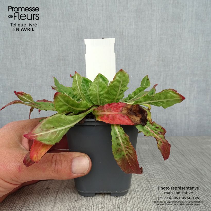 Spécimen de Oenothera glazioviana - Onagre de Lamarck Godet de 8/9 cm tel que livré au printemps