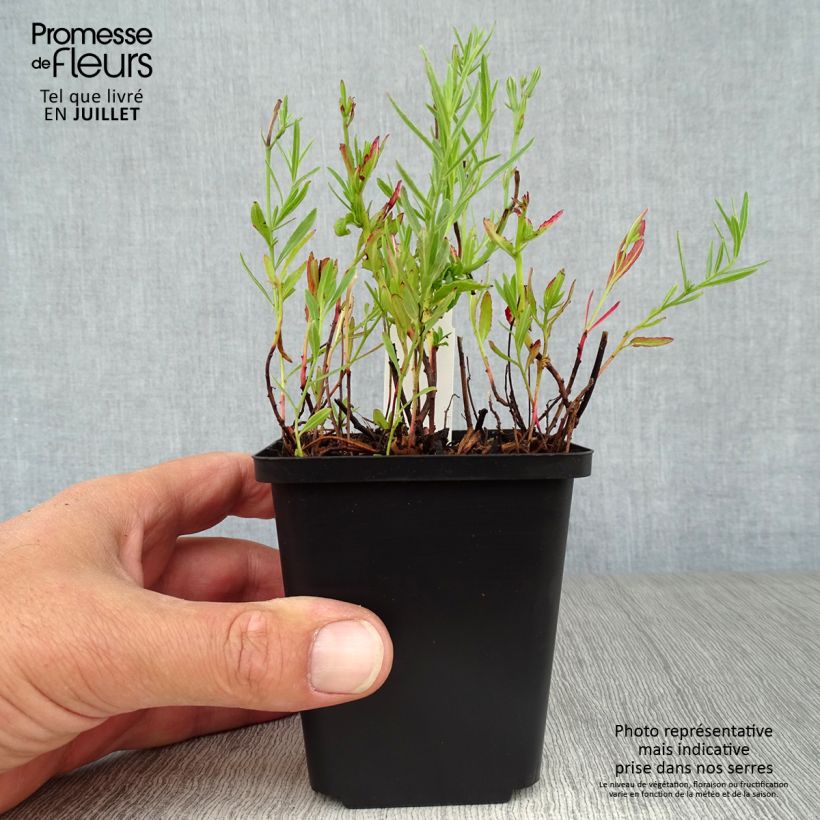 Spécimen de Oenothera speciosa Siskiyou - Onagre rose  Godet de 8/9 cm tel que livré en été