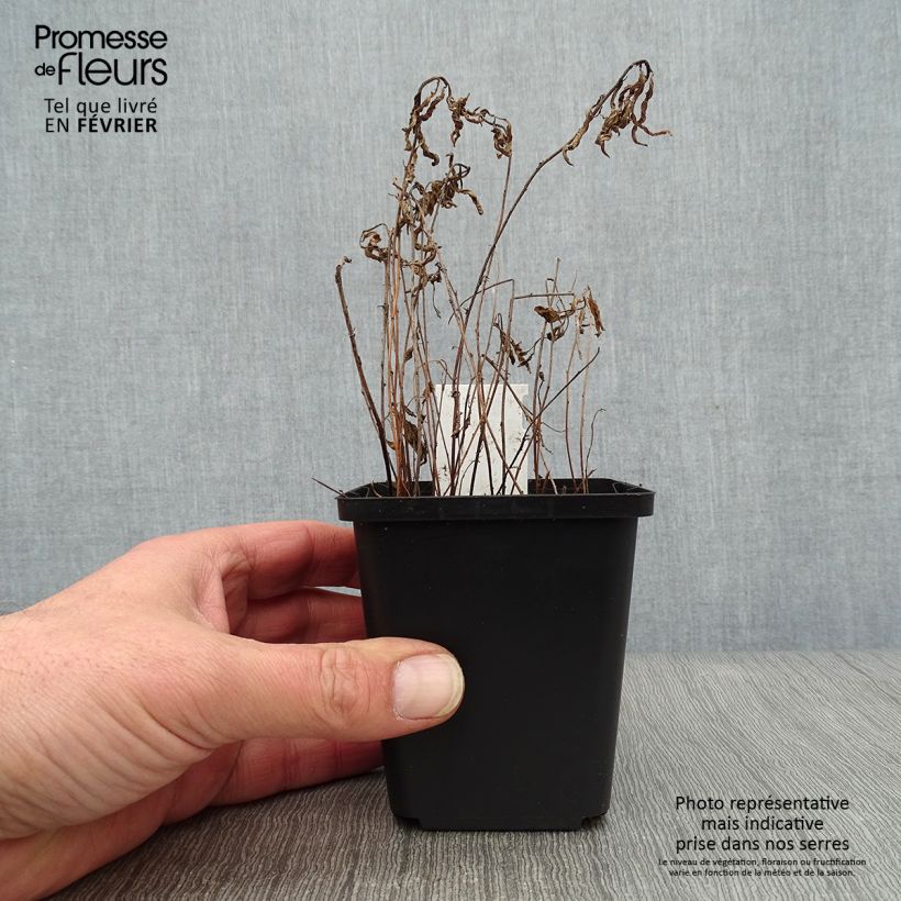 Spécimen de Oenothera speciosa Siskiyou - Onagre rose  Godet de 8/9 cm tel que livré en hiver