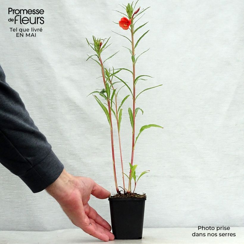 Spécimen de Oenothera versicolor - Oenothère, Onagre Godet de 8/9 cm tel que livré au printemps