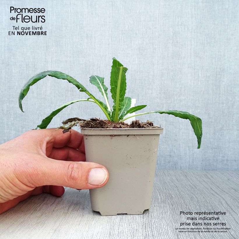 Spécimen de Oenothera versicolor - Oenothère, Onagre Godet de 8/9 cm tel que livré en automne