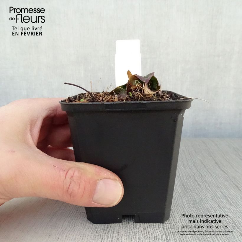 Spécimen de Oenothère Michelle Ploeger - Oenothera fruticosa Michelle Ploeger  Godet de 8/9 cm tel que livré en hiver