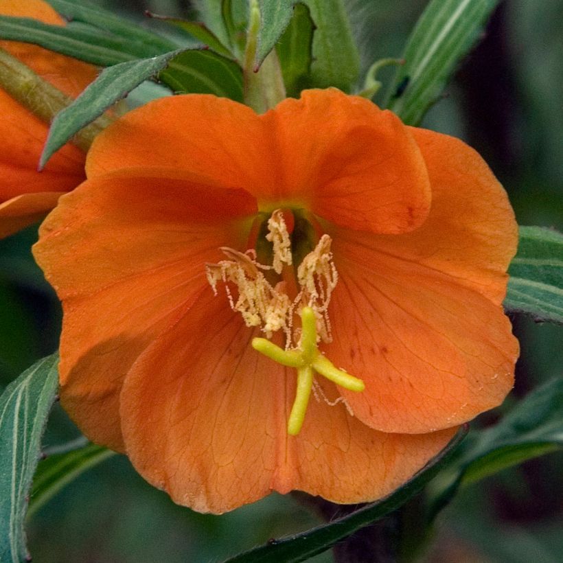 Oenothère, Oenothera versicolor Sunset Boulevard (Floraison)