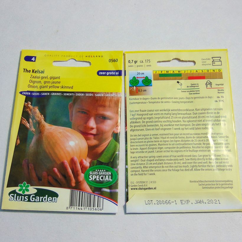 Exemple de spécimen de Oignon The Kelsae - Allium cepa le sachet de 175 graines tel que livré