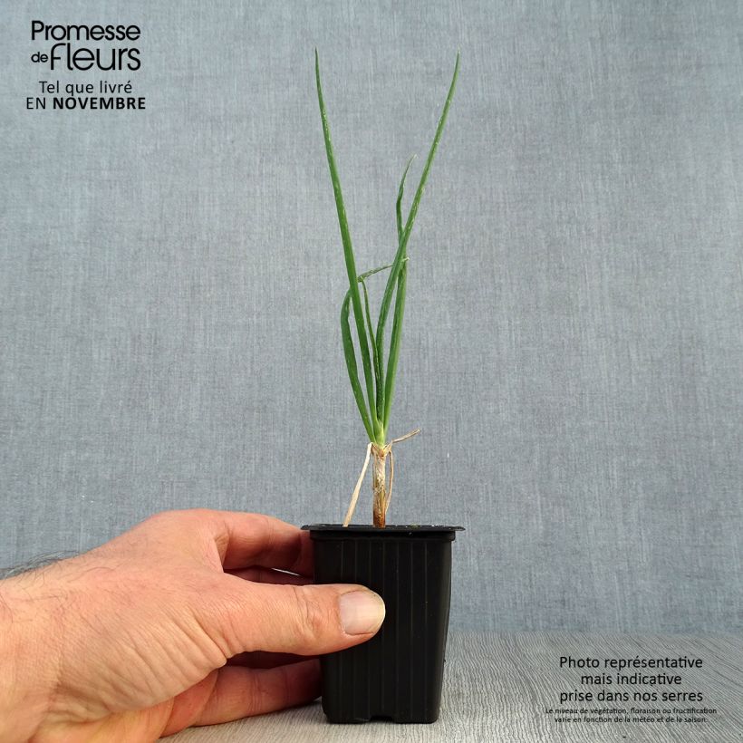 Spécimen de Oignon rocambole - Allium cepa proliferum - Oignon d'Egypte Godet de 7/8 cm tel que livré en automne