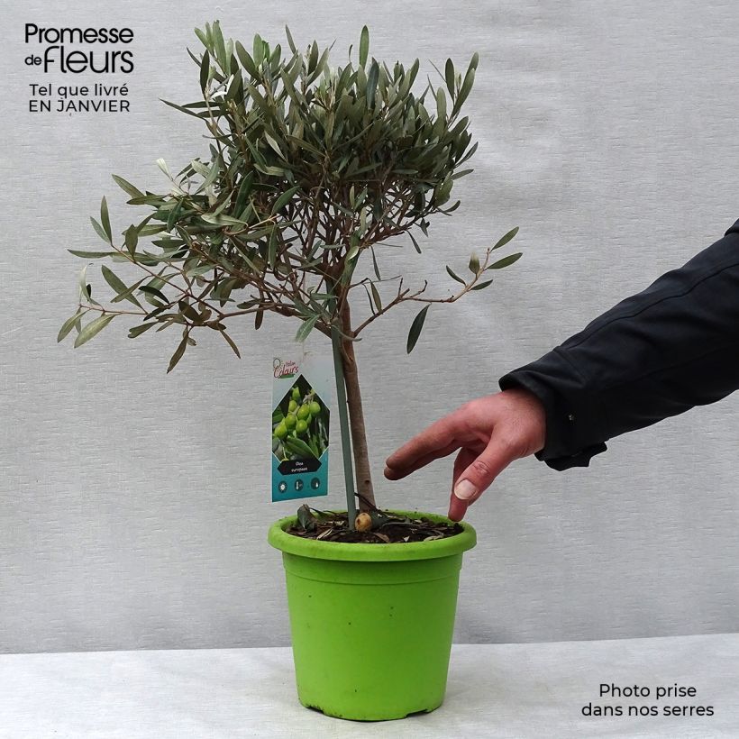 Spécimen de Olivier sur tige - Olea europaea Pot de 2L/3L, Tigette tel que livré en hiver
