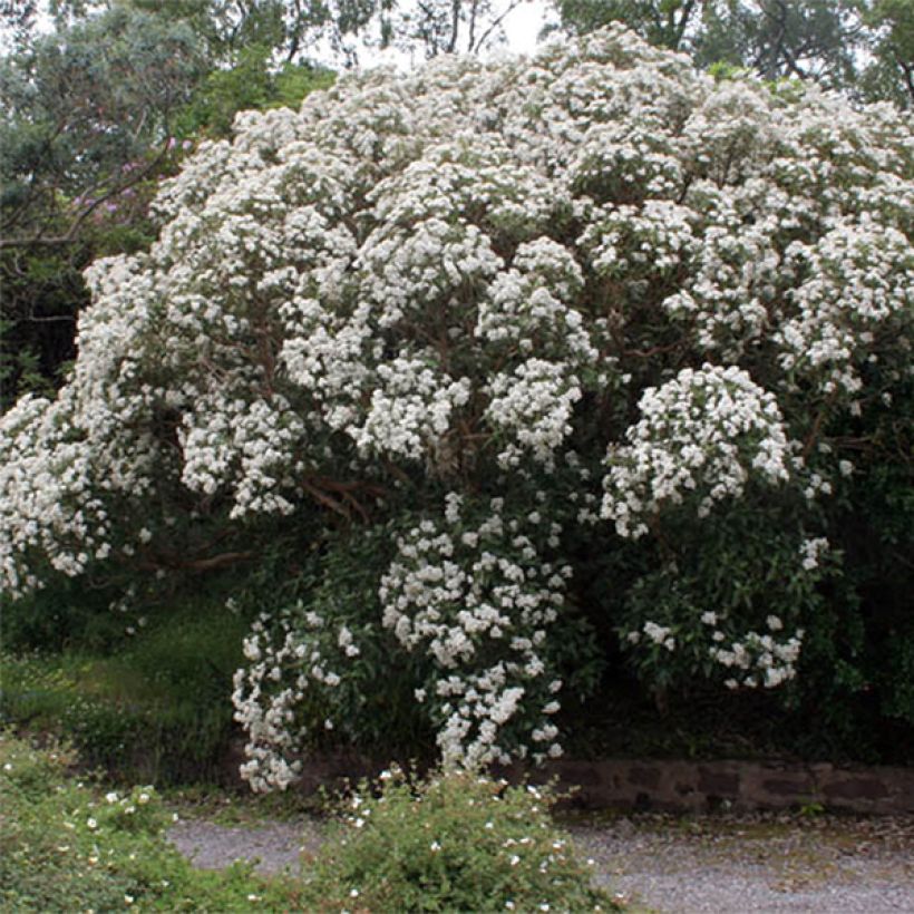 Olearia macrodonta Major - Houx de Nouvelle-Zélande (Floraison)
