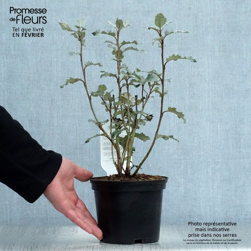 Spécimen de Olearia macrodonta Major - Houx de Nouvelle-Zélande Pot de 2L/3L tel que livré en hiver