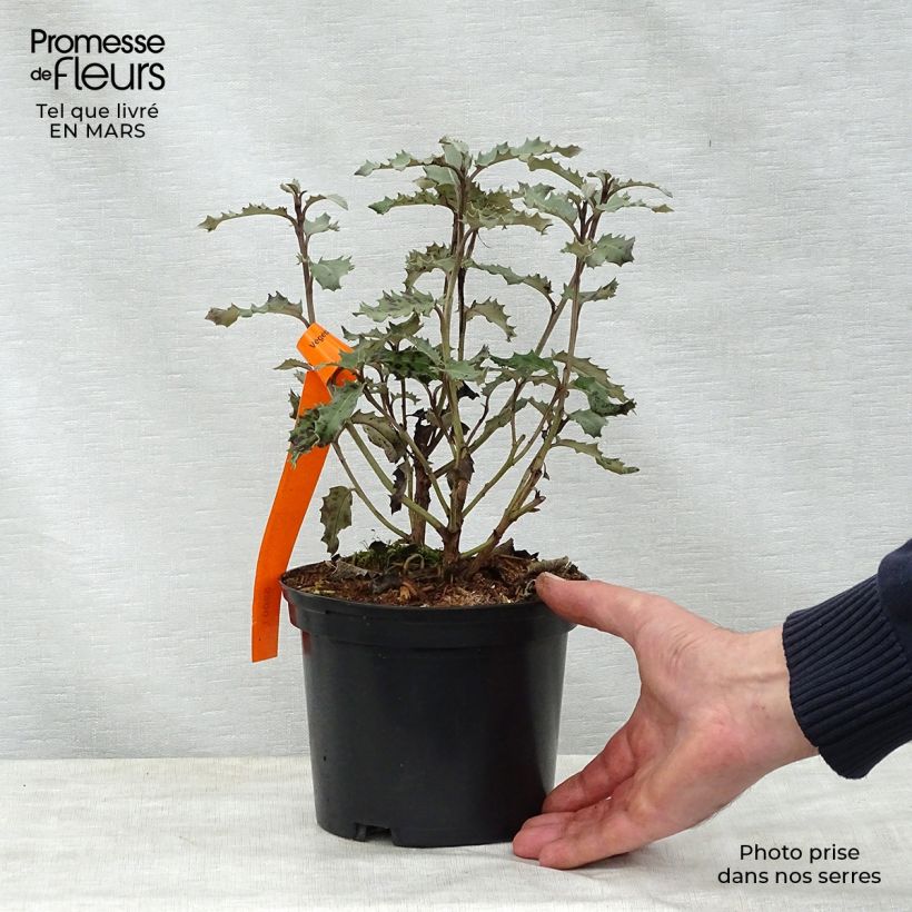 Spécimen de Olearia macrodonta Major - Houx de Nouvelle-Zélande Pot de 2L/3L tel que livré au printemps