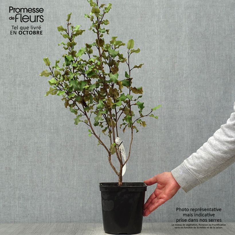 Spécimen de Olearia paniculata - Aster en arbre Pot de 4L/5L tel que livré en automne