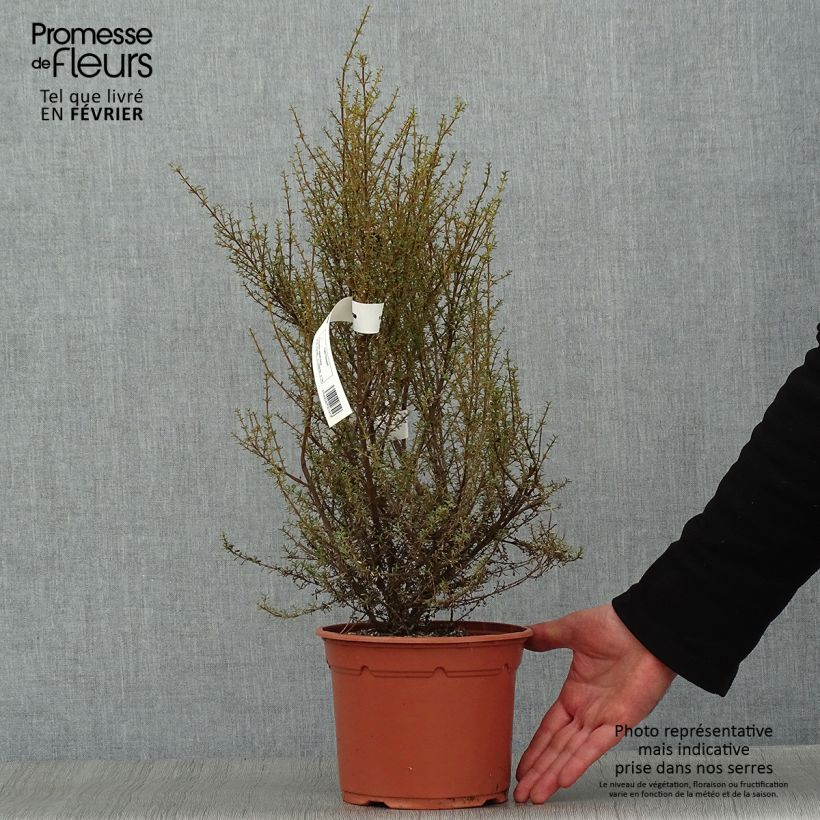 Spécimen de Olearia solandri Aurea  Pot de 2L/3L tel que livré en hiver