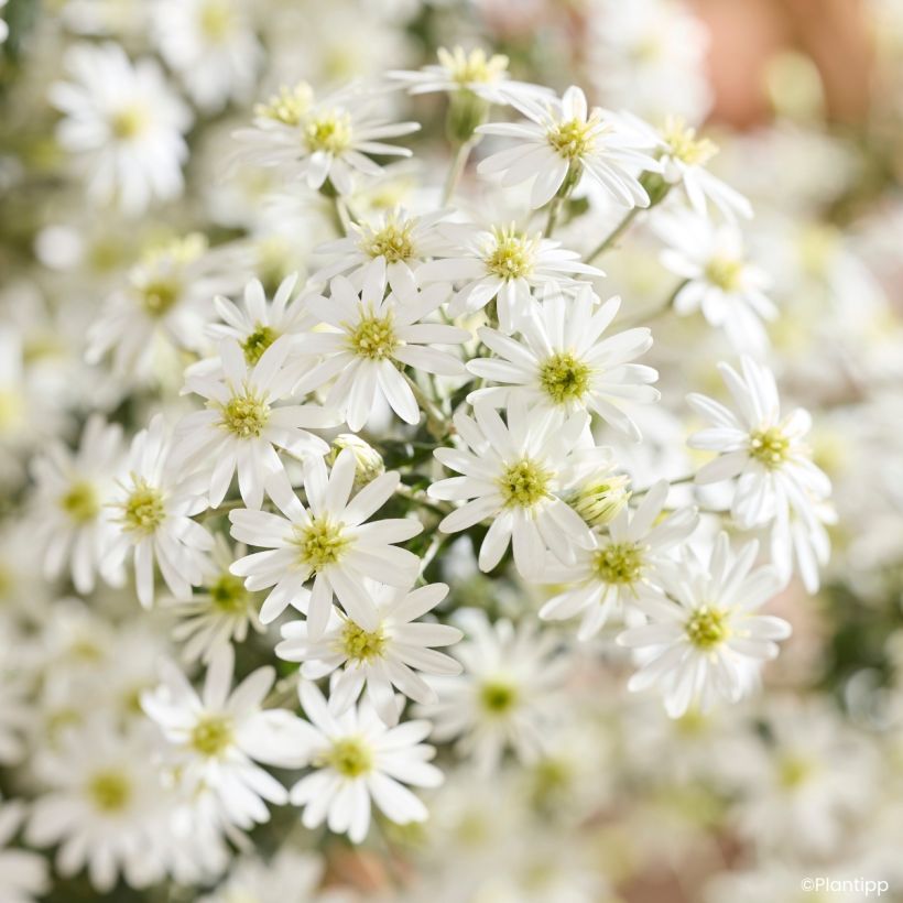 Olearia phlogopappa Spring Bling - Aster en arbre (Floraison)