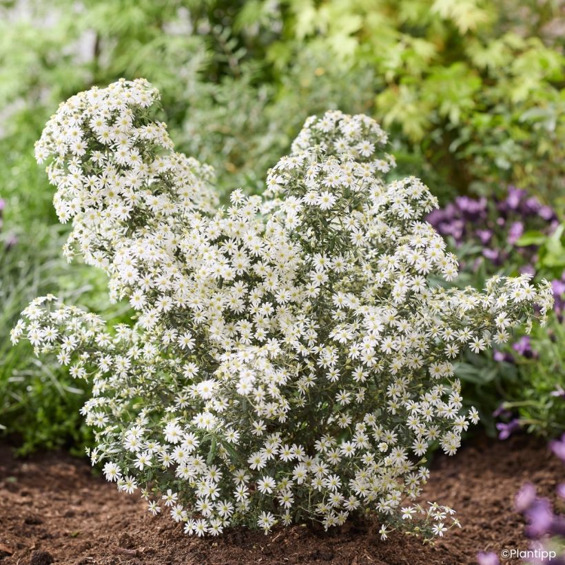 Olearia phlogopappa Spring Bling - Aster en arbre (Port)