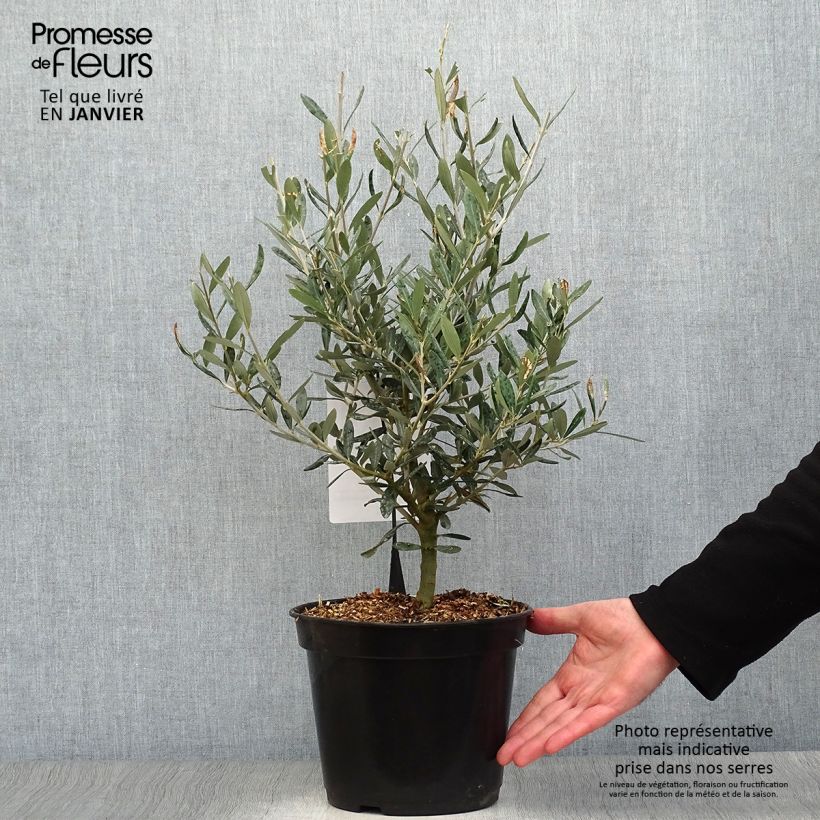 Spécimen de Olivier Negrette - Olea europea Pot de 4L/5L tel que livré en hiver