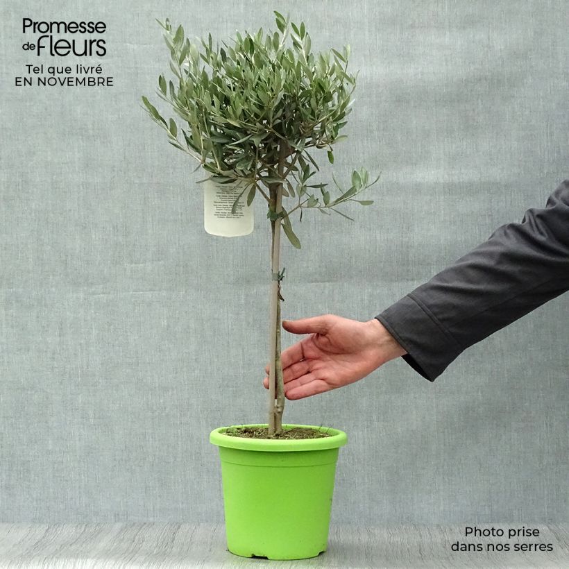Spécimen de Olivier sur tige - Olea europaea Pot de 2L/3L, 1/4 de tige tel que livré en automne