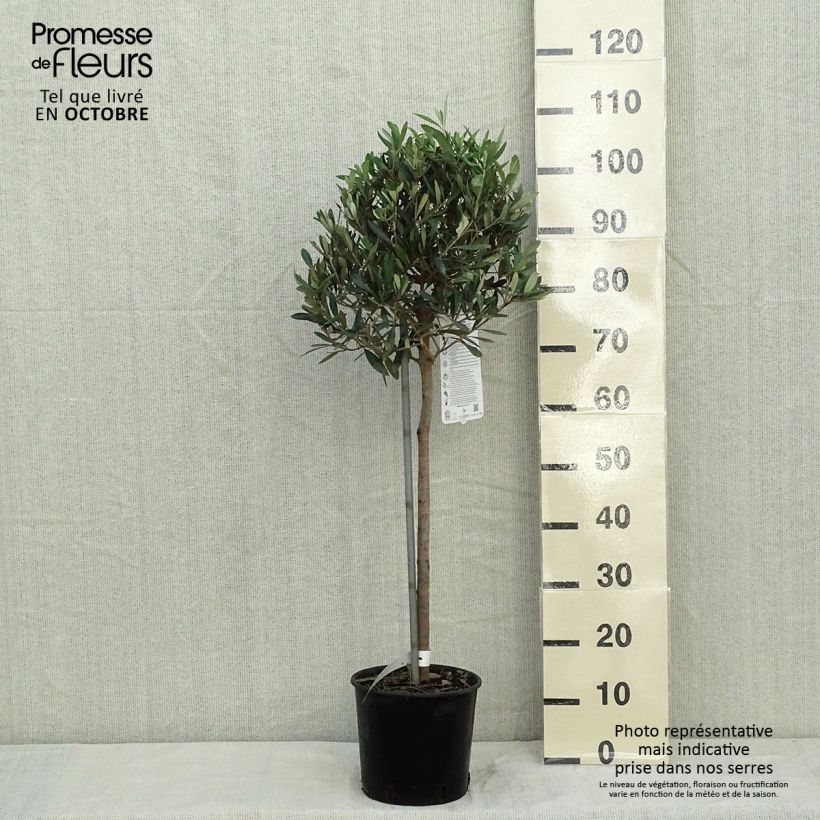 Spécimen de Olivier sur tige - Olea europaea Pot de 4L/5L, 1/4 de tige tel que livré en automne