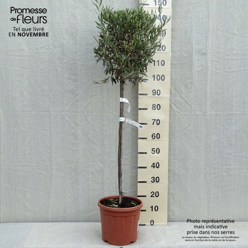 Spécimen de Olivier sur tige - Olea europaea Pot de 7,5L/10L, 1/2 de tige tel que livré en automne