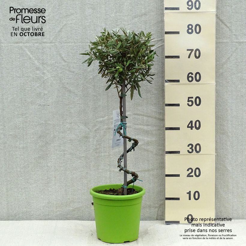 Spécimen de Olivier sur tige - Olea europaea Pot de 4L/5L, Tronc spiralé tel que livré en automne