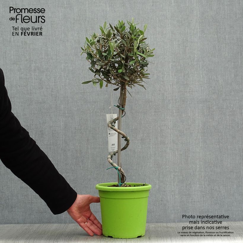 Spécimen de Olivier sur tige - Olea europaea Pot de 4L/5L, Tronc spiralé tel que livré en hiver