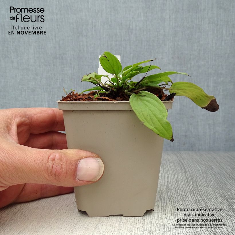 Spécimen de Omphalodes Cappadocica Cherry Ingram Godet de 8/9 cm tel que livré en automne