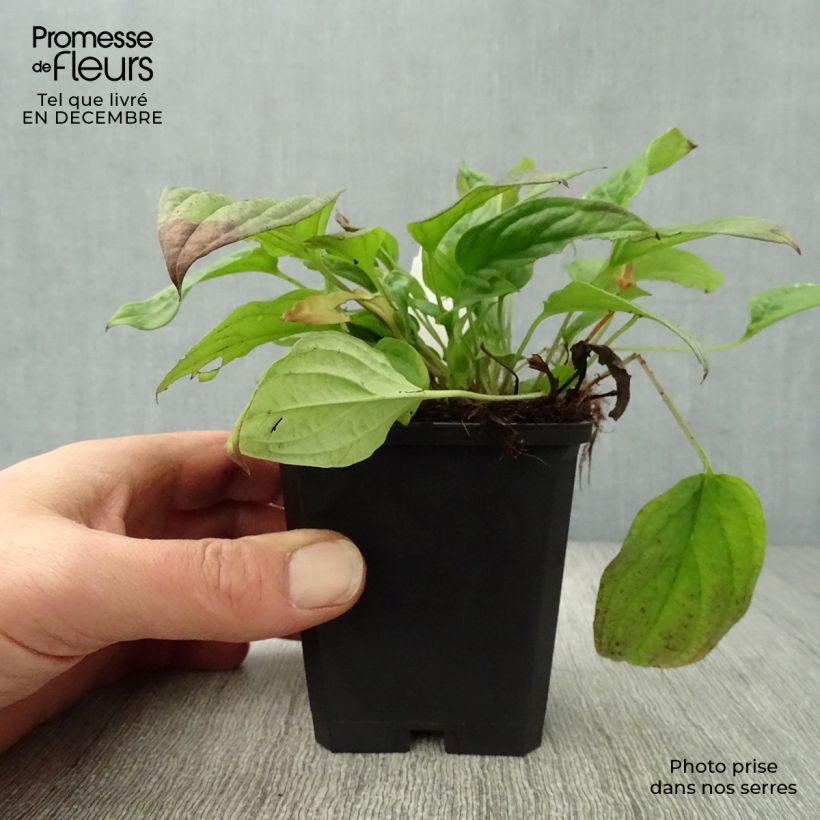 Spécimen de Omphalodes Cappadocica Cherry Ingram Godet de 8/9 cm tel que livré en hiver