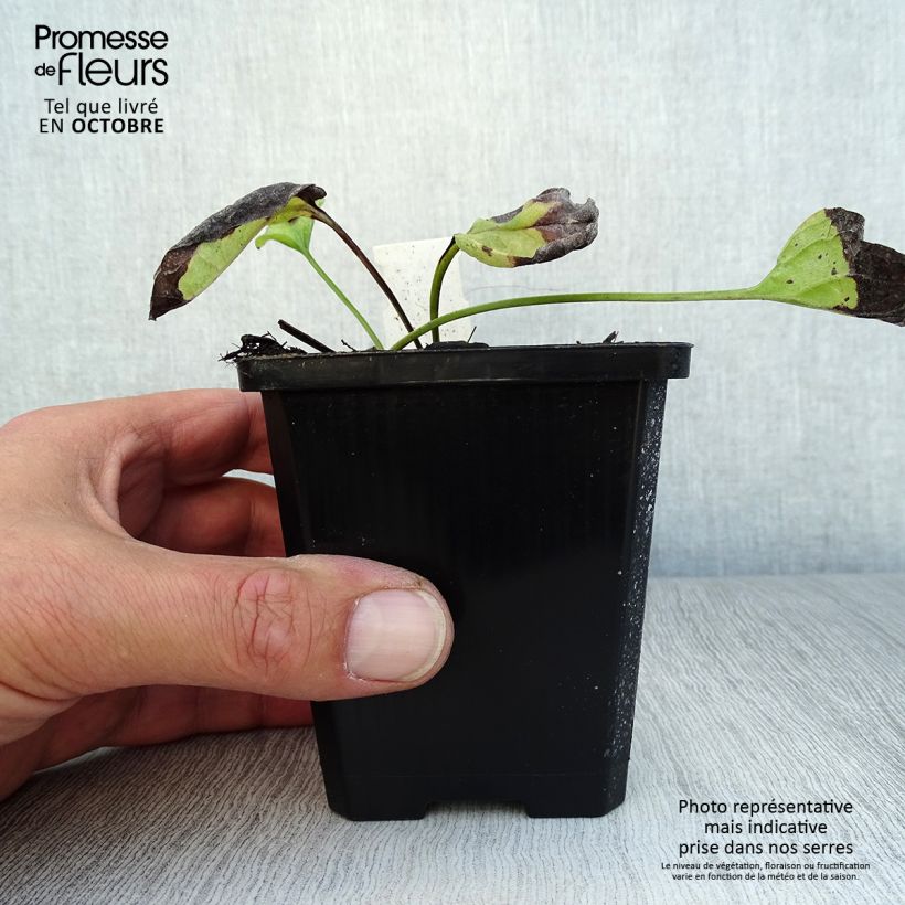 Spécimen de Omphalodes verna Alba - Petite bourrache blanche Godet de 8/9 cm tel que livré en automne