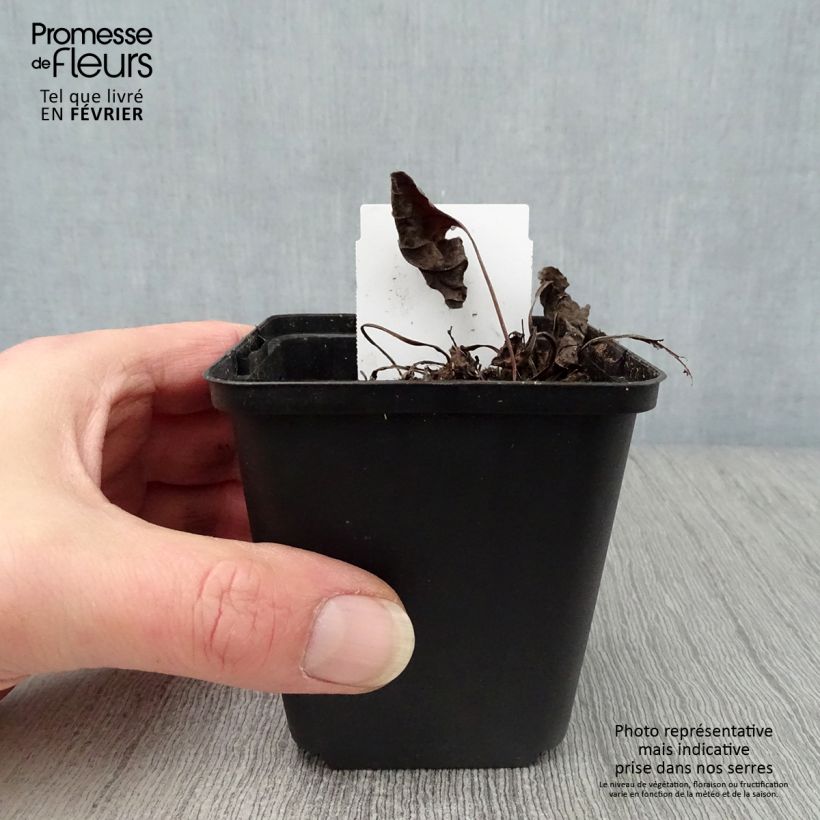 Spécimen de Omphalodes verna Alba - Petite bourrache blanche Godet de 8/9 cm tel que livré en hiver