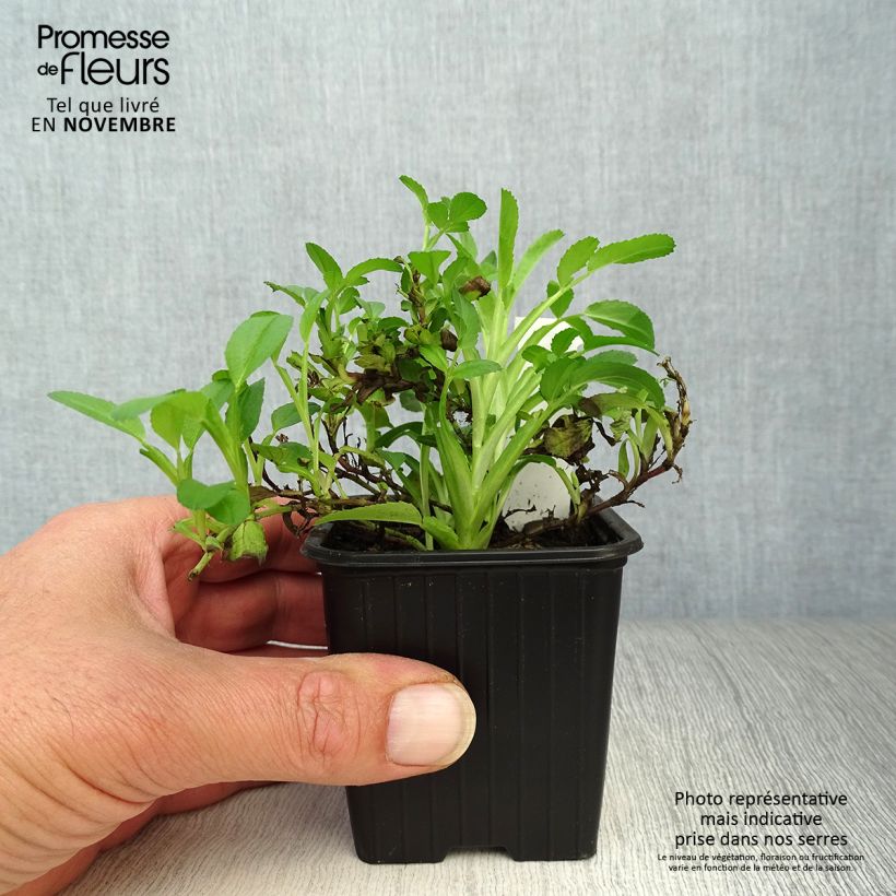 Spécimen de Ononis spinosa - Bugrane épineuse. Godet de 8/9 cm tel que livré en automne