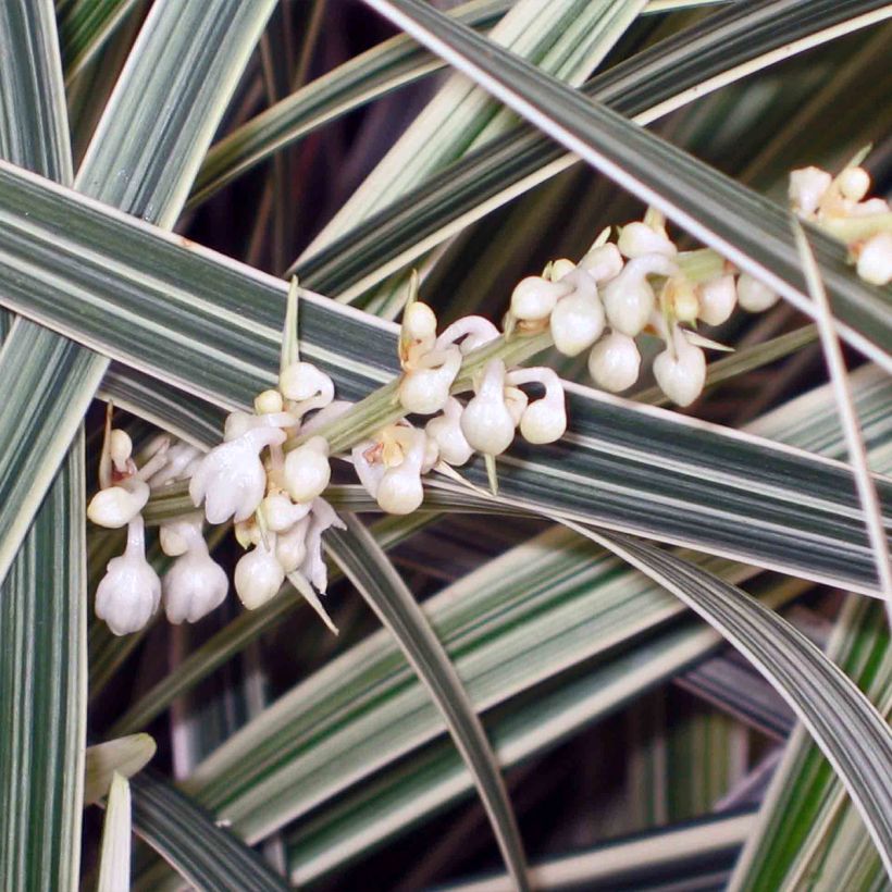 Ophiopogon Albo variegata ou Albovariegatus (Floraison)