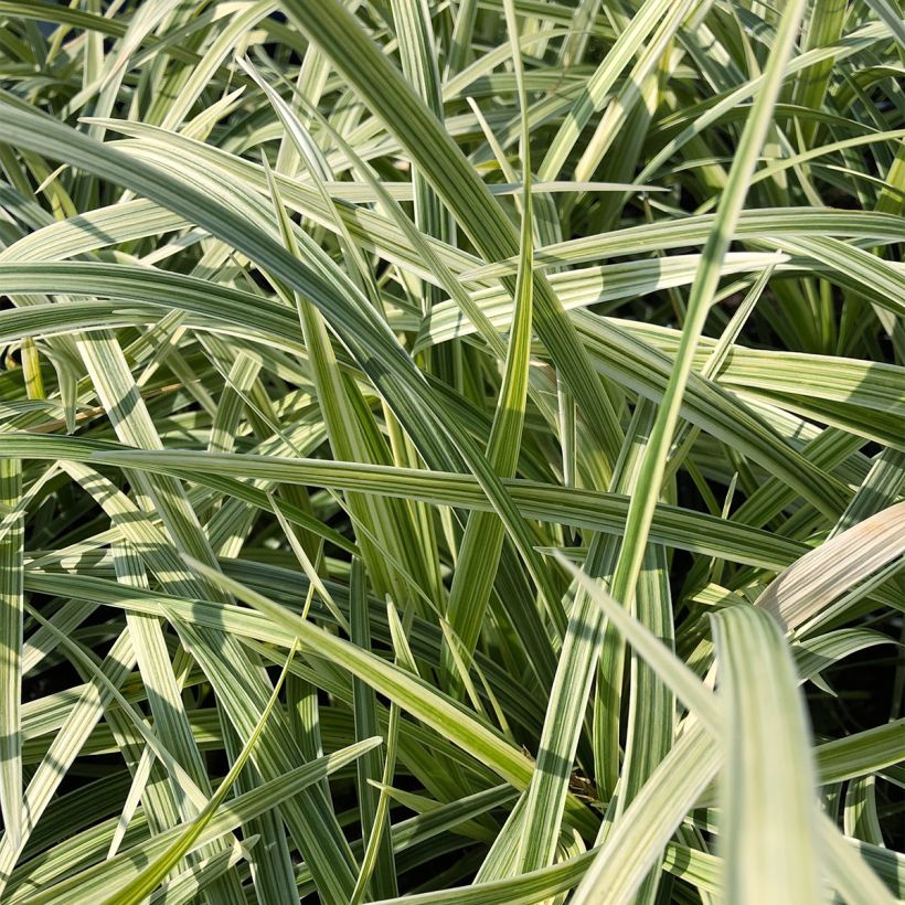 Ophiopogon Albo variegata ou Albovariegatus (Feuillage)