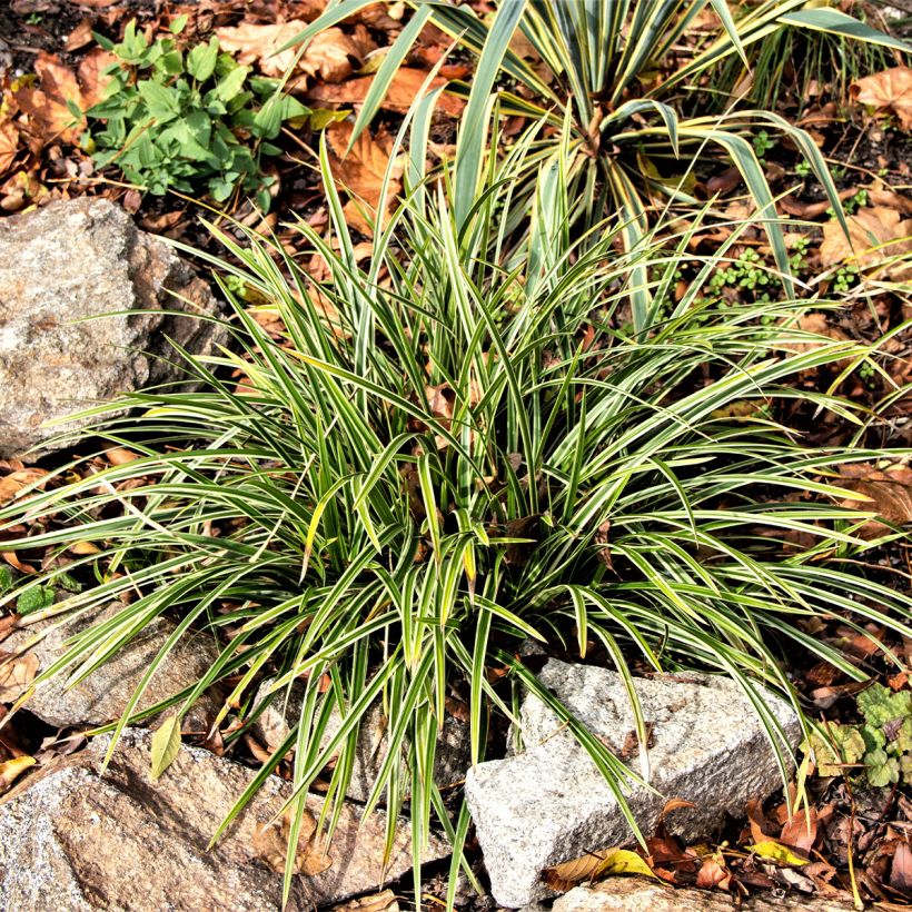 Ophiopogon Albo variegata ou Albovariegatus (Port)