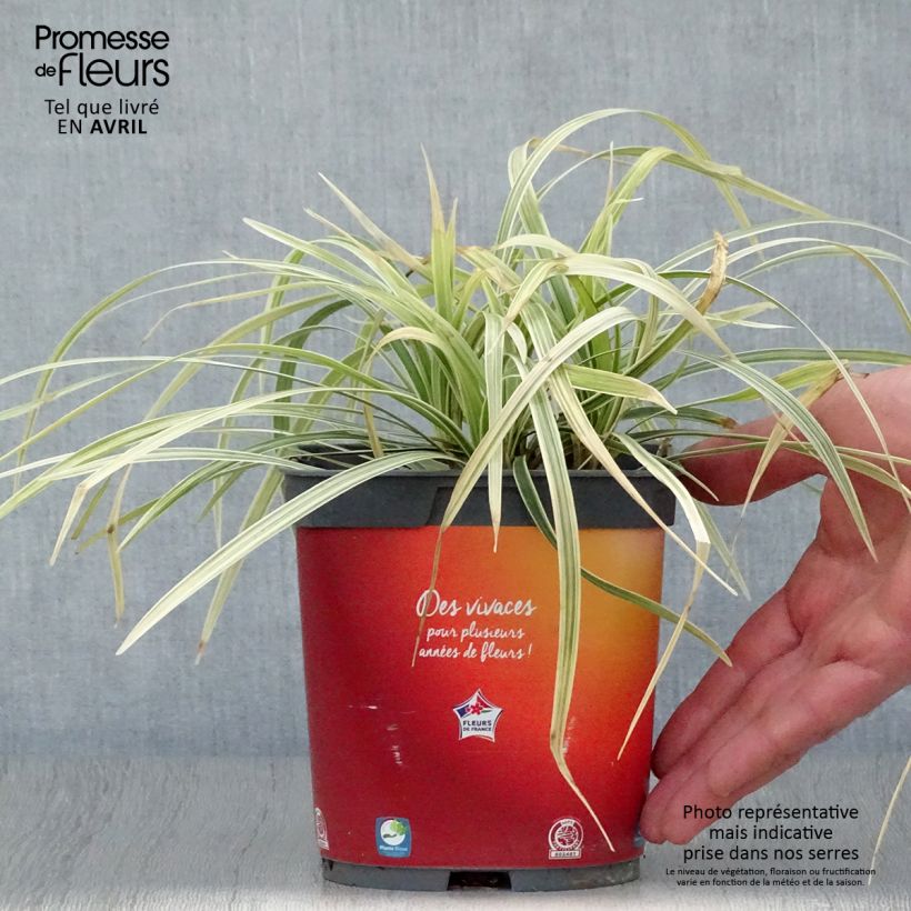 Spécimen de Ophiopogon Albo variegata ou Albovariegatus Pot de 2L/3L tel que livré au printemps