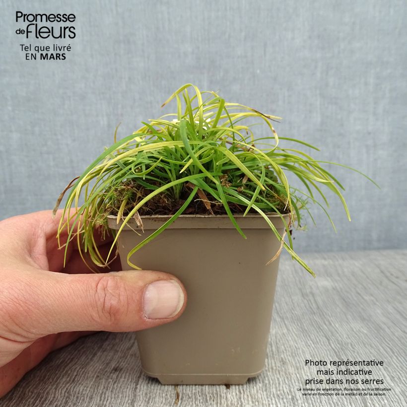 Spécimen de Ophiopogon chingii - Herbe aux turquoises Godet de 8/9 cm tel que livré en hiver