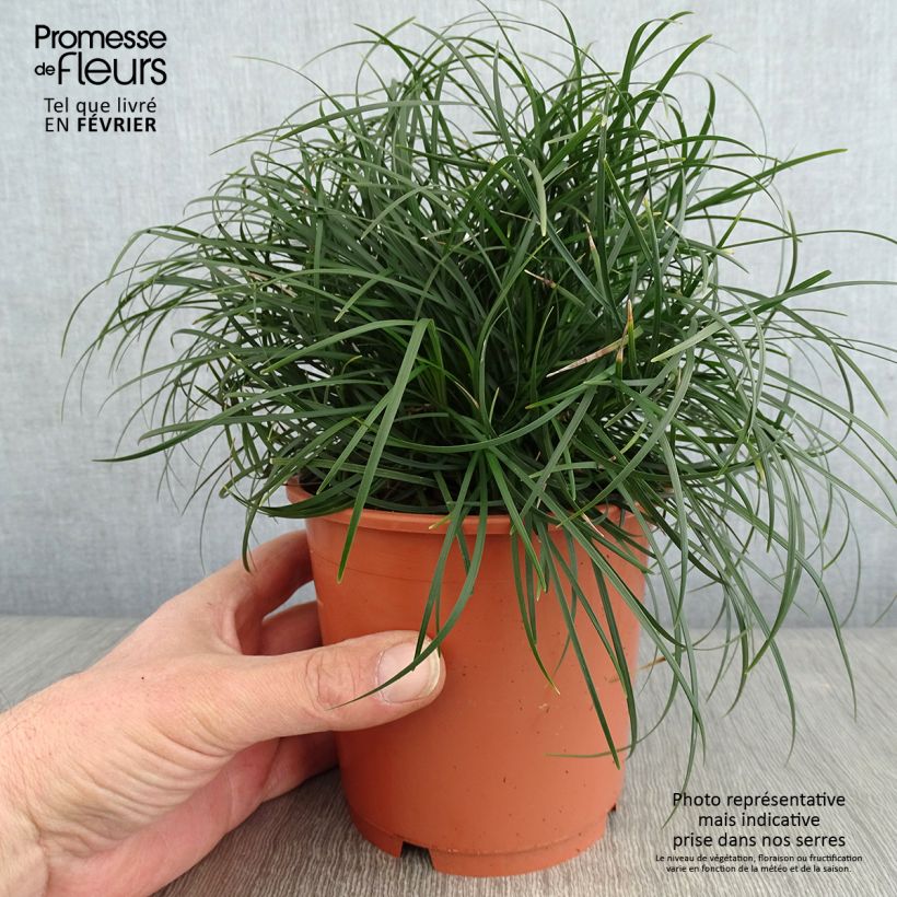 Spécimen de Ophiopogon chingii - Herbe aux turquoises Pot de 1L/1,5L tel que livré en hiver