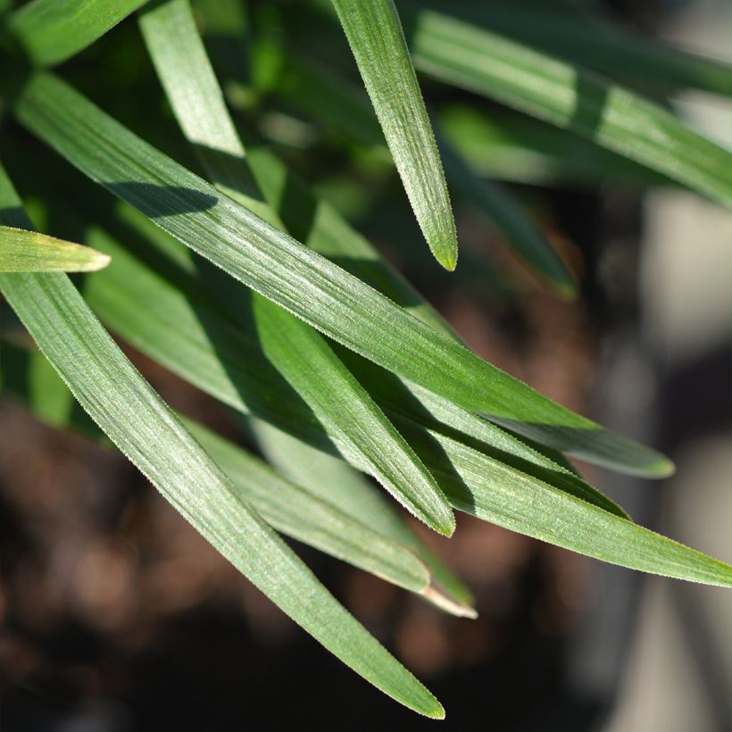 Ophiopogon japonicus Minor - Barbe de serpent ou Herbe aux turquoises (Feuillage)