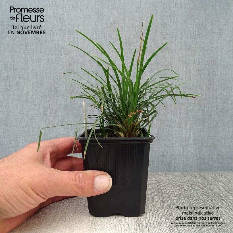 Spécimen de Ophiopogon japonicus Godet de 8/9 cm tel que livré en automne
