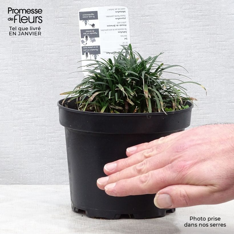 Spécimen de Ophiopogon japonicus Pot de 2L/3L tel que livré en hiver