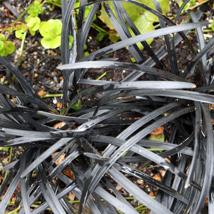 Ophiopogon planiscapus Black Dragon (Feuillage)